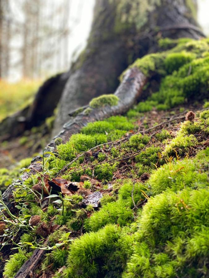 No 19 In The Black Forest St. Blasien Buitenkant foto